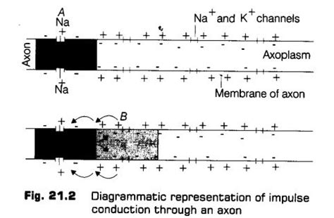Notes Class 11 Biology Chapter 18 Neural Control and Coordination