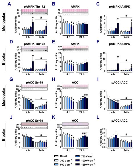 Effects of Electroporation on the Function of Sarco/Endoplasmic ...