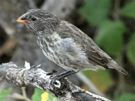 Medium Ground Finch