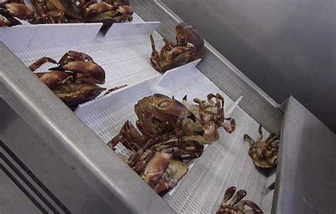 Image result for Shellfish Processing