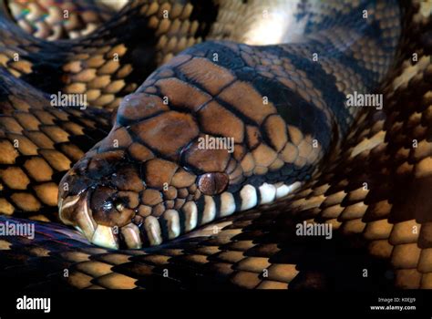 Image result for Amethystine Python