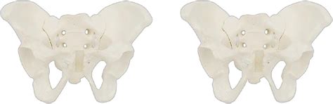 Size Female Pelvis Model Flexible Anatomy Model Hip Bone Pelvic ...