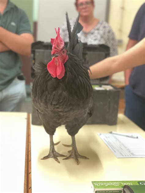 Native Chicken Breeds 的图像结果