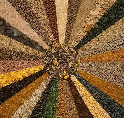 Cattle Feed Raw Material Manufacturer, Supplier from Karnal