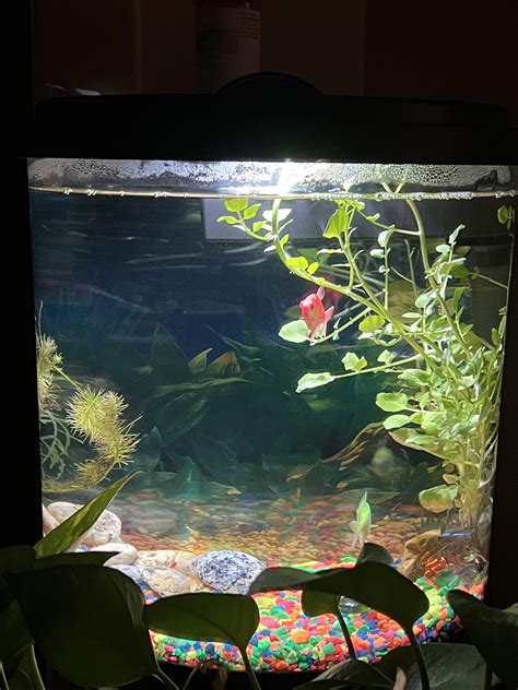 POV you tried your best to convince your mom to not let your 8 year old ...