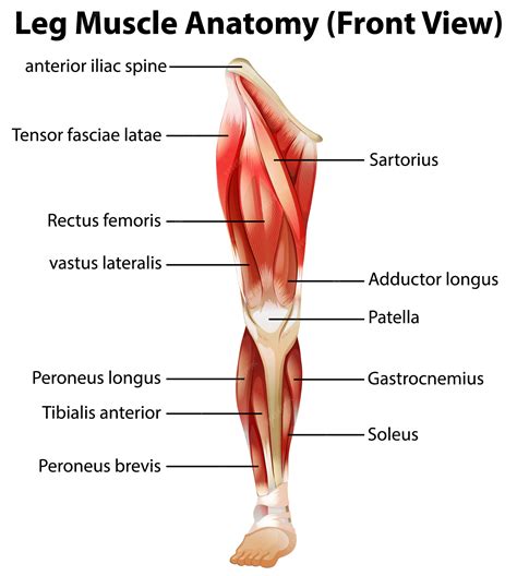 Image result for Leg Muscle Anatomy Model
