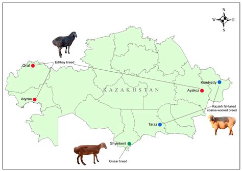 Genetic Diversity and Population Structure of Fat-Tailed Coarse-Wooled ...