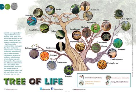 Tree of Life 的图像结果