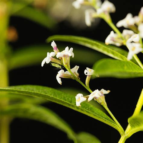 Lemon Verbena Plants For Sale | Aloyia Citriodora | The Growers Exchange