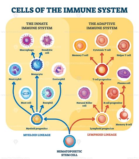 Immune system cells vector illustration diagram | Immune system nursing ...