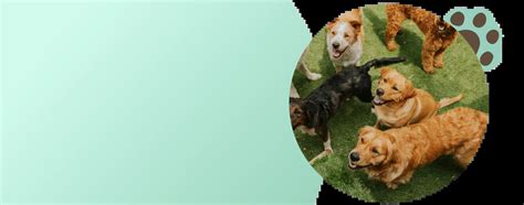 Doggie Day Care Services Grass Valley, California | Puppy Training