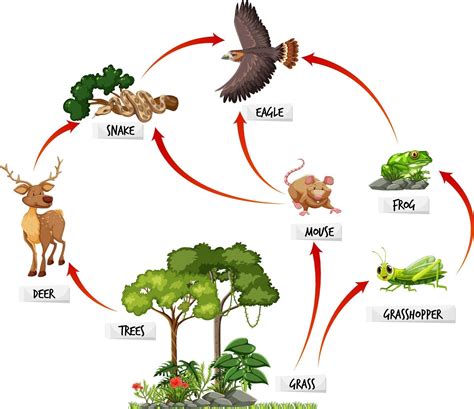 Diagram showing food web in the rainforest 2978464 Vector Art at Vecteezy