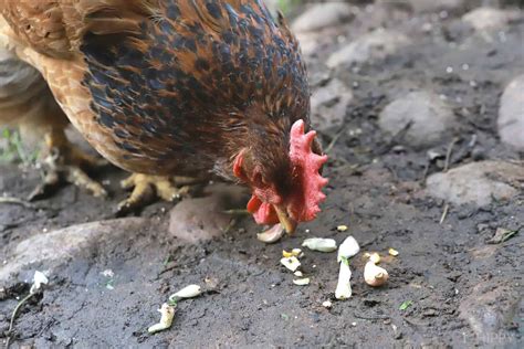 Can Chickens Eat Garlic at Elaine Osborn blog