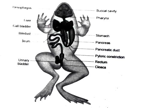 Explain the digestive system of frog.
