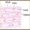 Cell and blub describe their parts Cell and blub describe their parts ...