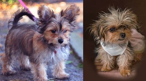 Yorkie Chihuahua Mix Full Grown