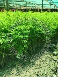 Tulda Bamboo Raozone Plant Exporter, Supplier from Guwahati
