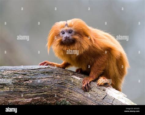 Golden Marmoset Golden Lion Tamarin Leontopithecus Rosalia, Female
