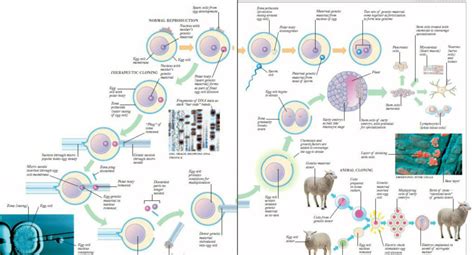 Cloning 的图像结果