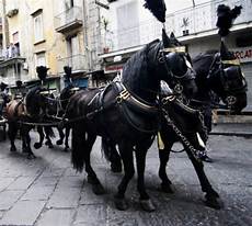carrozza funebre roccapiemonte botti durante funerale muore cavallo carro carrozza funebre roccapiemonte botti durante funerale muore cavallo carro