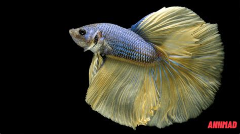 Image result for Betta Fish Compatibility