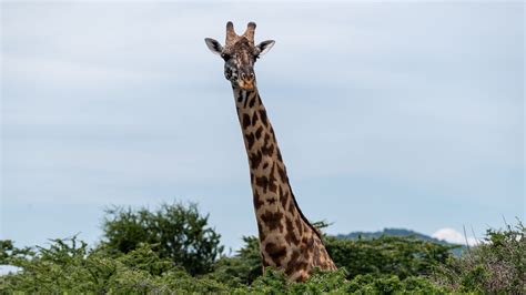 Download wallpaper 3840x2160 giraffe, trees, animal, wildlife 4k uhd 16 ...