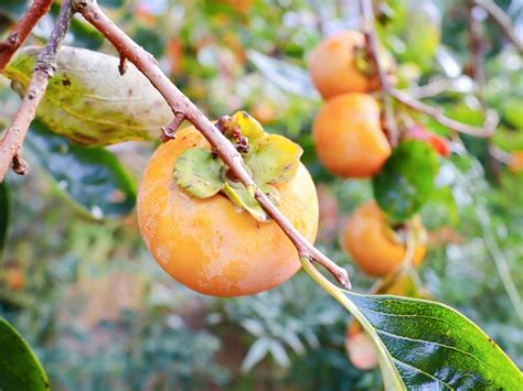 Persimmon Trees In Containers - Can You Grow Persimmons In A Pot