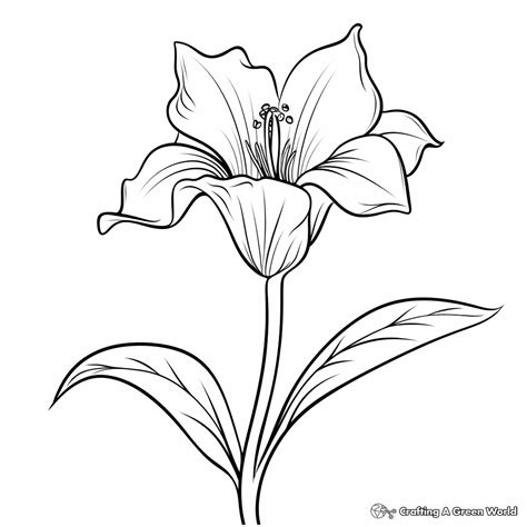 Lily Coloring Pages - Free & Printable!