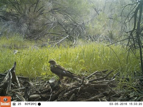 Image result for Computer Vision Wildlife