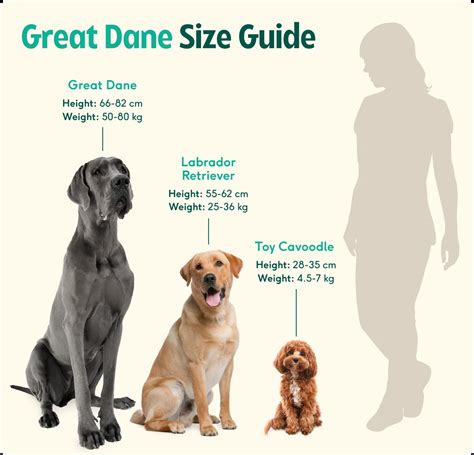 Great Dane breed insights: care, personality & expert tips | Lyka Blog