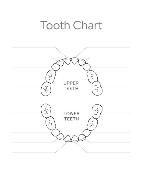 Printable Primary Teeth Chart