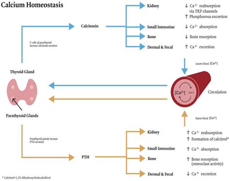 Vitamin D and Calcium—An Overview, Review of Metabolism, and the ...