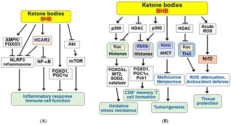 Molecular Mechanisms for Ketone Body Metabolism, Signaling Functions ...