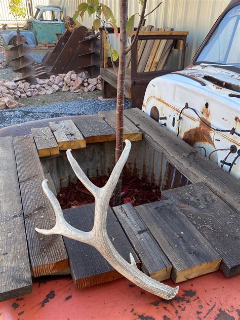 Mule Deer Shed ~ Antler - Etsy
