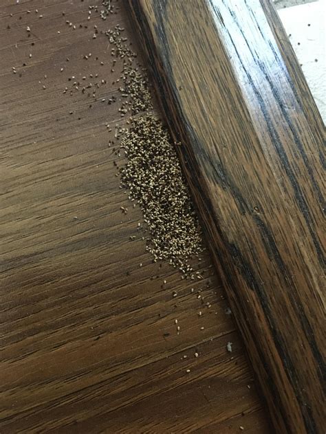 Found a pile by the wood floors at home. Seen small bugs around it too ...