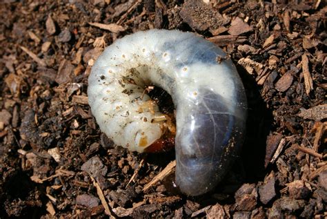 Grubs in the lawn - Landscape Ontario