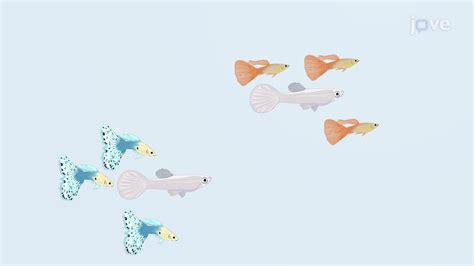 Image result for Testing Population Proportion