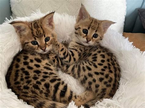 F1 Savannah Cats For Sale | F1 & F2 Savannah Kitten Breeder California ...