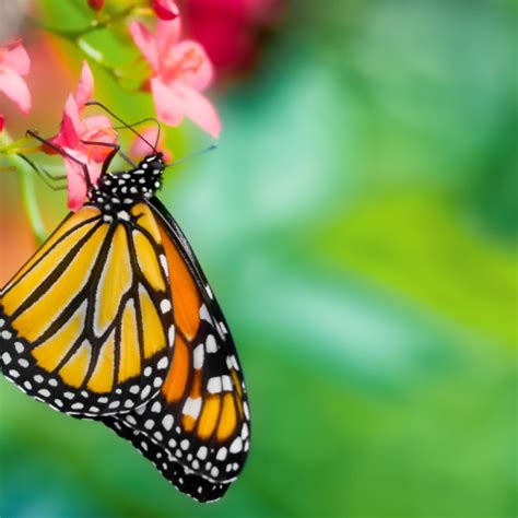 Entomology & Plant Science Bureau | Iowa Department of Agriculture and ...