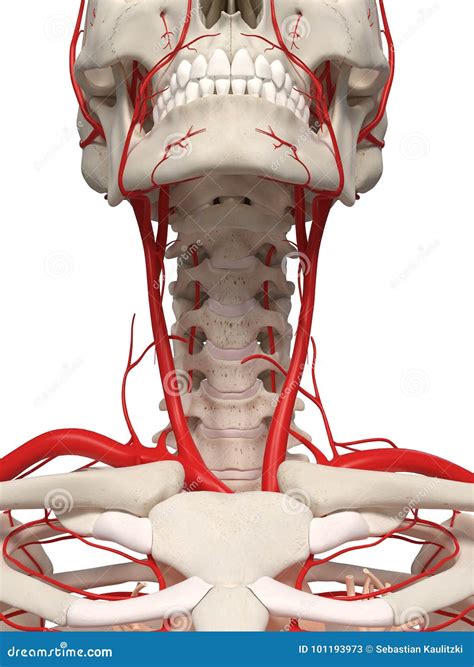Arteries Of The Neck Cartoon Vector | CartoonDealer.com #202264993