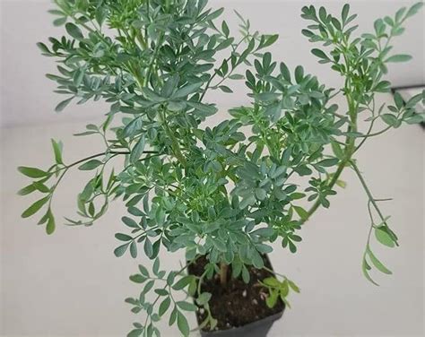 BHARAT HERBS CARE Satap Herbal Ornamental Live Plant Rare Common Rue ...