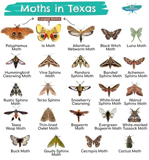 Different Types Of Moth