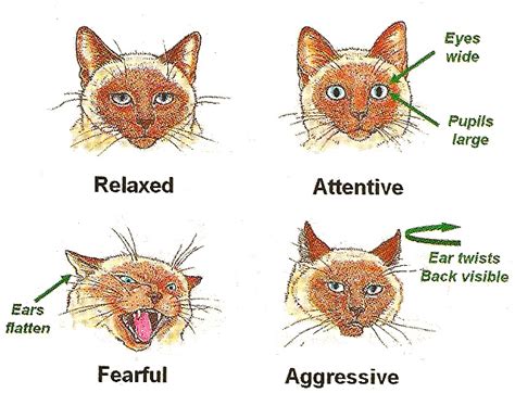 Image result for Embossing Examples