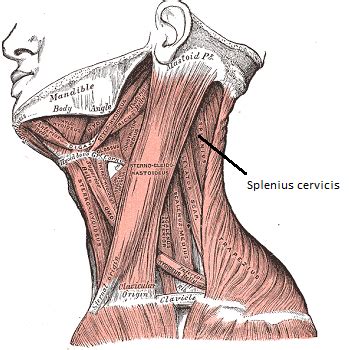 Splenius 的图像结果