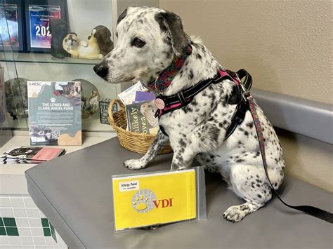 EasyDNA Dog Allergy Test Review 2026: A Comprehensive Allergen Test for ...