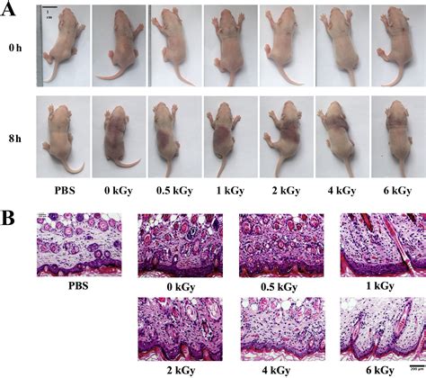 Image result for Mouse Intramuscular Injection