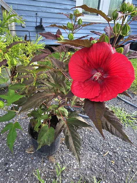 Midnight Marvel Hibiscus : r/PlantGoths