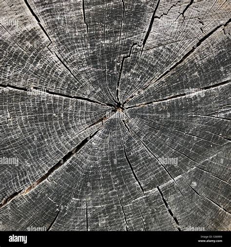 Image result for Oak Tree Rot Base of Trunk