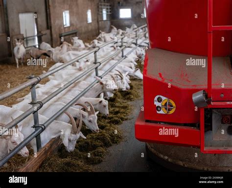 large herd of white goats in dutch organic farm and feeding robot Stock ...