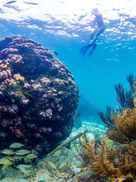 Image result for Reef Decatur Indiana